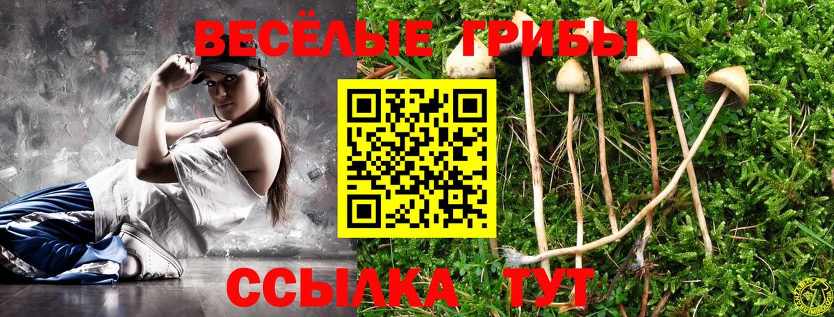 Псилоцибиновые грибы Psilocybe Йошкар-Ола